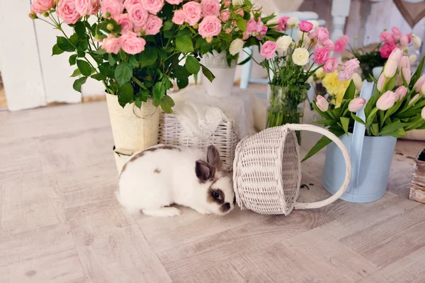 Пасхальный кролик и украшения — стоковое фото