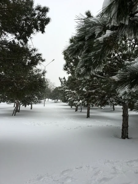 Foresta invernale di conifere — Foto Stock