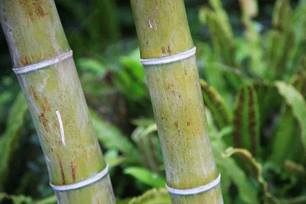 竹林の中に新鮮な竹茎 — ストック写真