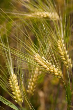Arpa Tarlası (Hordeum vulgare) bitkileri