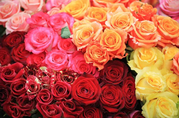 Rosas de colores fotos de stock, imágenes de Rosas de colores sin royalties  | Depositphotos