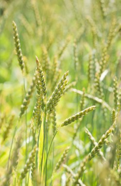Dinkel buğdayı (Triticum spelta) tarlada
