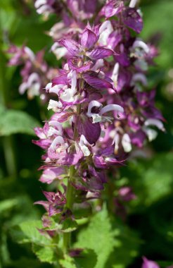 Salvia adaçayı bitkisi (Salvia skalası)