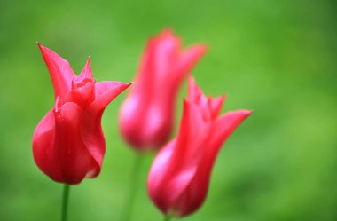 Bahçede üç güzel kırmızı lale