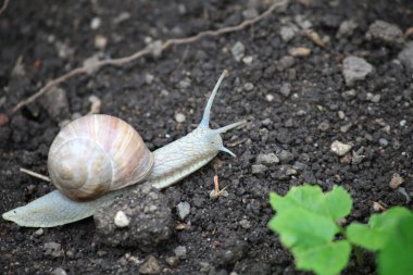 Bahçedeki toprakta salyangoz