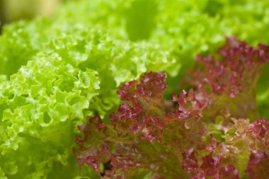 Bahçede taze marul var.