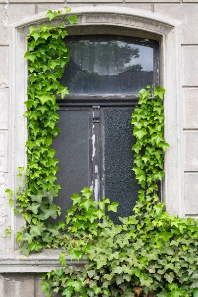 Old window overgrown with ivy plant