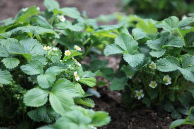 Bahçede çiçek açan çilek bitkileri.