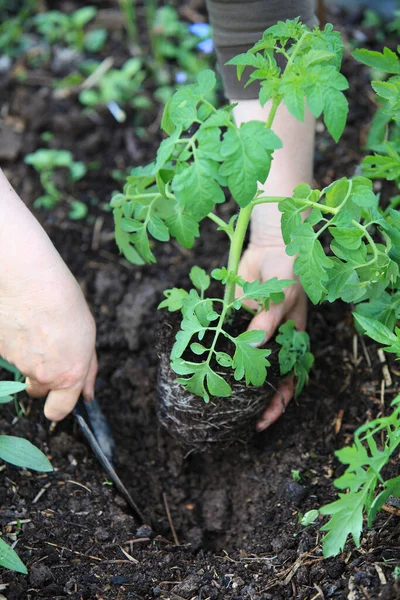 Hands Planting Tomato Plant — Stock Photo, Image