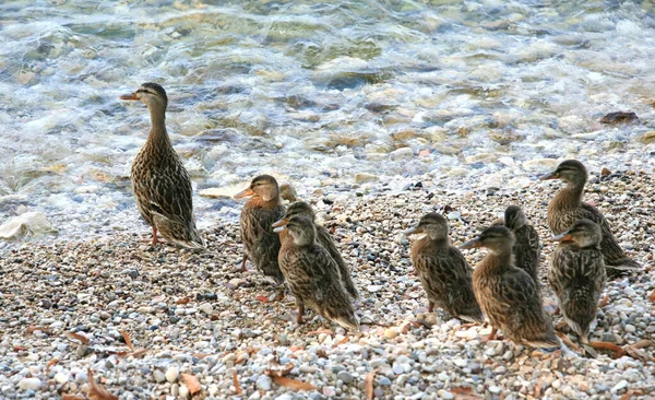 Matka Kaczka Jej Kaczątka Wchodzą Wody — Zdjęcie stockowe