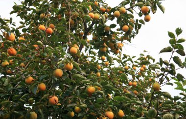 Olgun kaki meyveli Japon hurması.