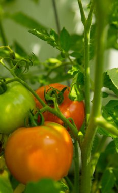 Taze kırmızı ve yeşil domatesler bir bahçede asılıdır.