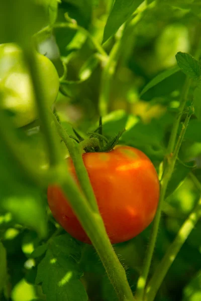 A closeup of red ripe tomatoes on the vine in a garden with a green blurred background