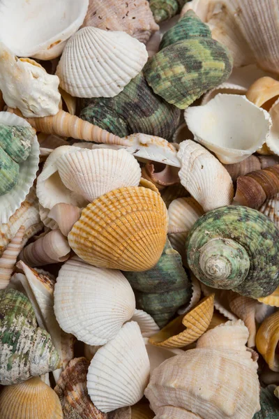 Sahilden sahile farklı renkte deniz kabukları