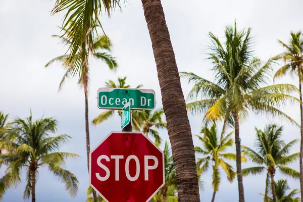 Ocean drive sokak tabelası miami Beach palm ağacı