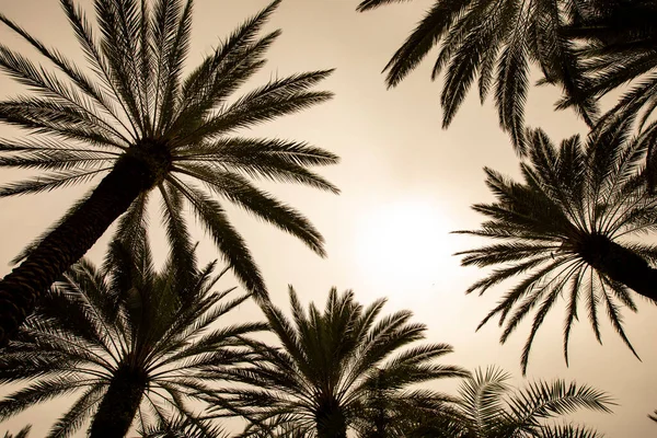 Hindistan cevizi palmiyeleri. Güzel doğal tropikal arka plan. Tonlu fotoğraf. Boşluğu kopyala.