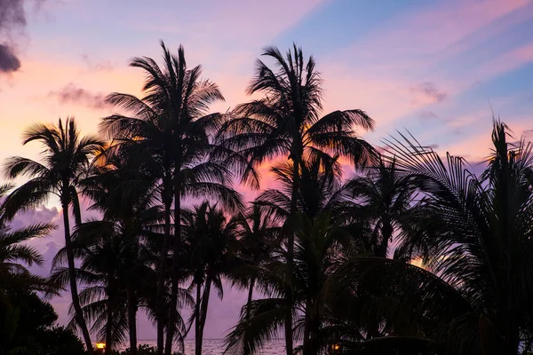 Palm Trees Silhouettes Tropical Beach Vivid Sunrise Time — Stock Photo, Image