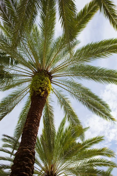 Looking Palm Trees Sky Background — Stock Photo, Image