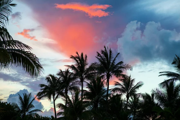 Coconut Palm Trees Colorful Sunset — Stock Photo, Image