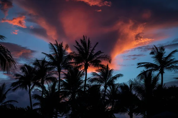 Coconut Palm Trees Colorful Sunset — Stock Photo, Image