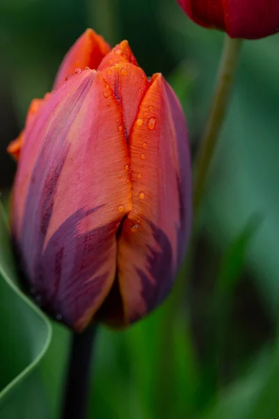 Fresh Spring Tulips Flowers Dew Drops Close Shallow Dof — Stock Photo, Image