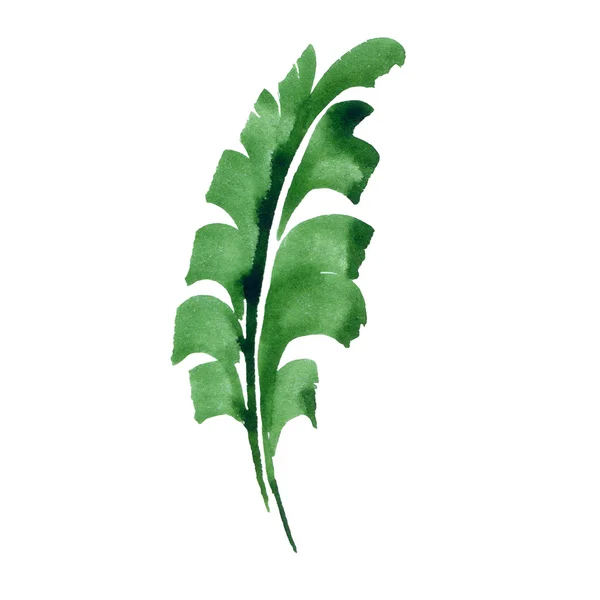 Tropical leaf — Stock Photo, Image