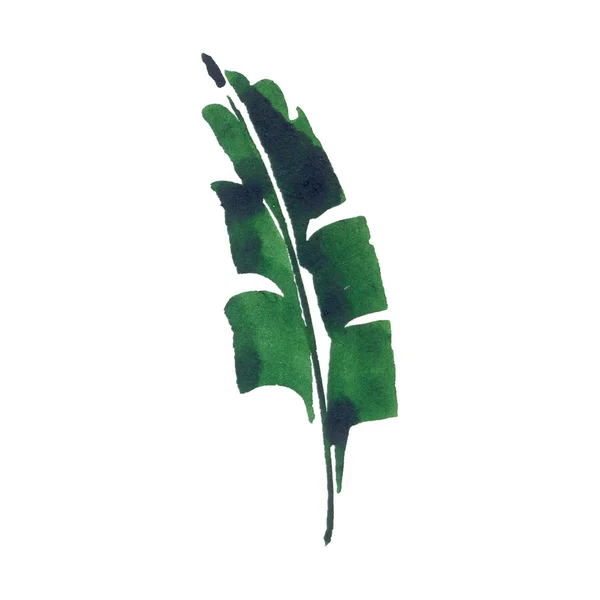 Tropical leaf — Stock Photo, Image