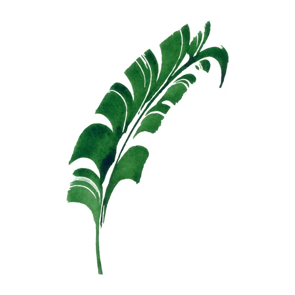 Tropical leaf — Stock Photo, Image