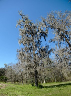 Baton Rouge, Louisiana, ABD 'deki Burden Woods Park manzarası