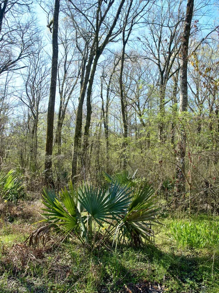 Вид Парк Burden Woods Park Батон Руж Луїзіана Сша — стокове фото