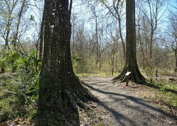 Blick Auf Den Burden Woods Park Baton Rouge Louisiana Usa — Stockfoto