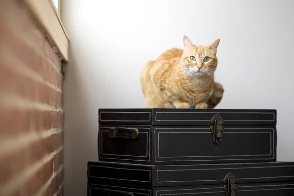 Gato laranja deitado em uma mala — Fotografia de Stock