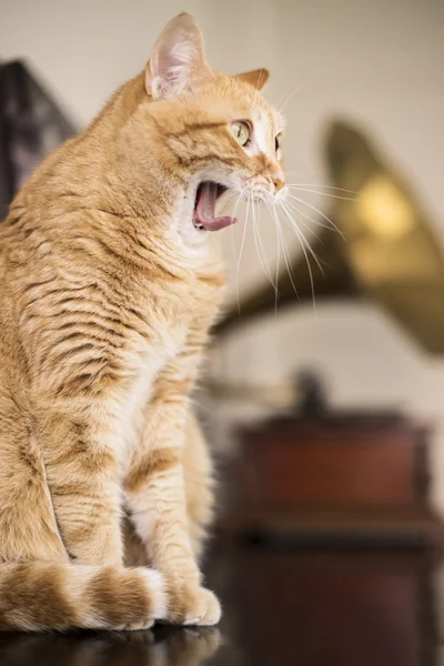 Orange cat yawning — Stock Photo, Image