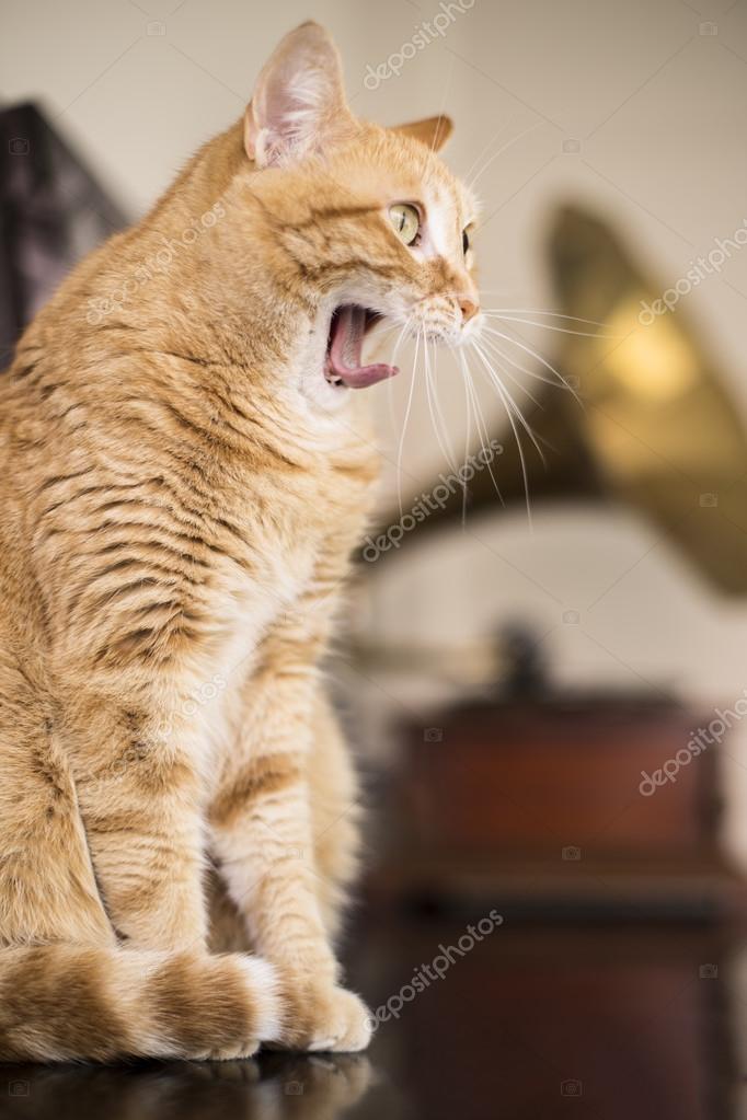 Orange cat yawning Stock Photo by ©esp2k 102251916
