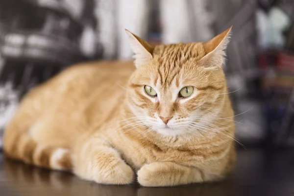 橙色的猫躺在 — 图库照片