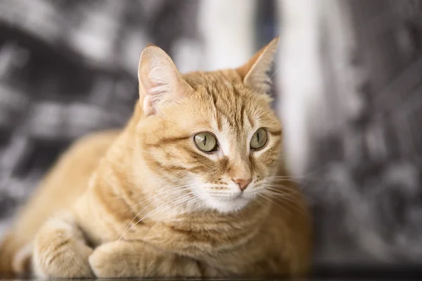 Gato naranja acostado —  Fotos de Stock