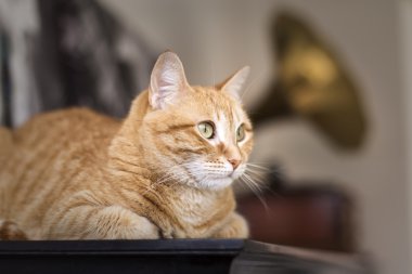 Turuncu kedi yalan 