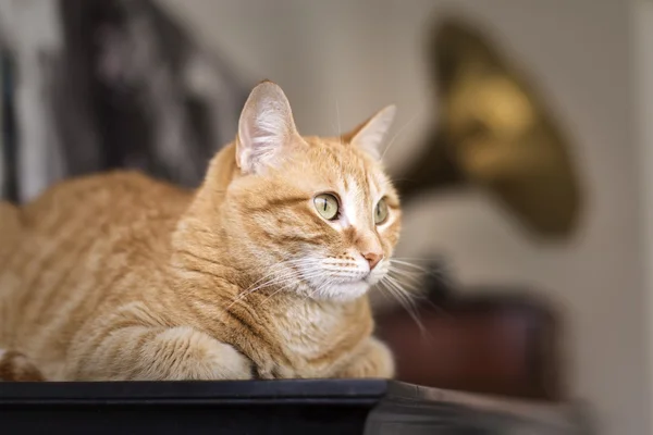 Orange cat lying — Stock Photo, Image