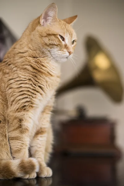 주황색 고양이 자 — 스톡 사진