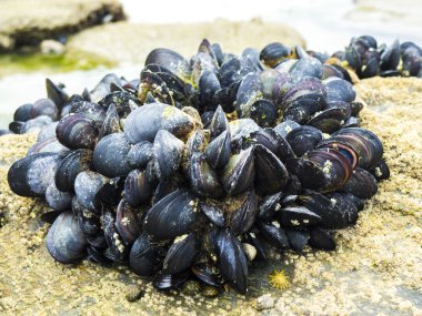 eatable mussels on a rock clipart