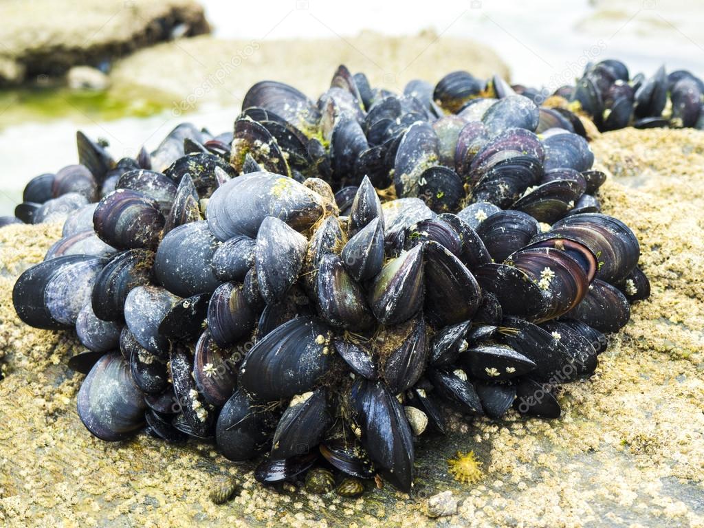 eatable mussels on a rock