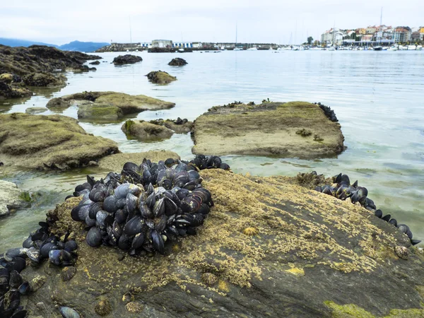 Mejillones comestibles sobre una roca y rias baixas —  Fotos de Stock