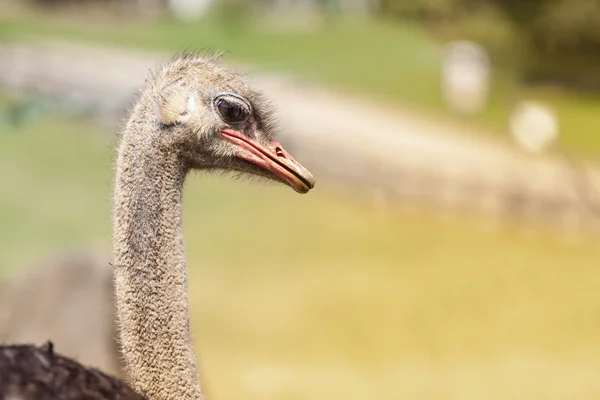 Ostrich head closeup — Stock Photo, Image