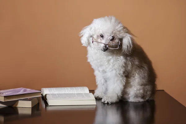 Caniche lendo um livro Imagens De Bancos De Imagens