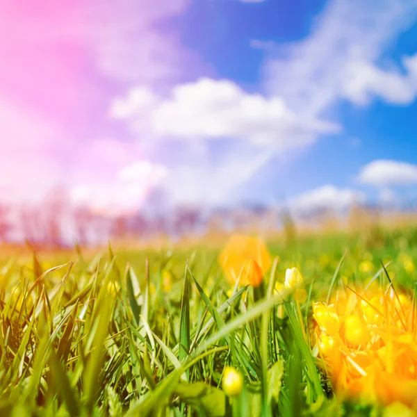 Весняний луг у яскравий сонячний день — стокове фото