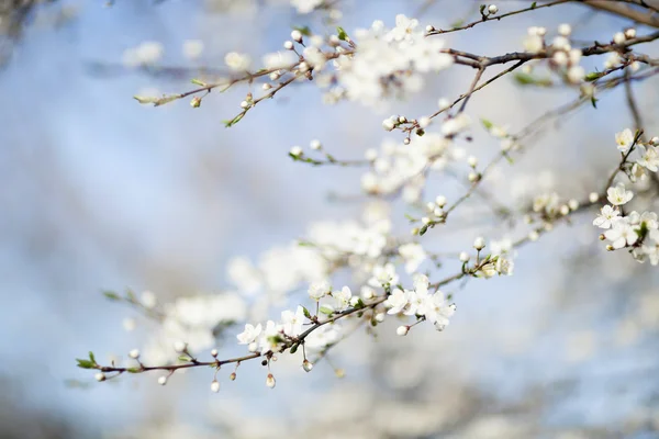 Belleza de primavera. Escena de naturaleza —  Fotos de Stock
