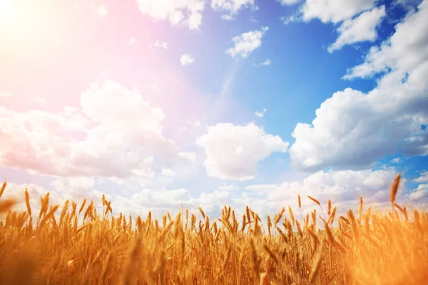 青空と白い雲の背景に黄色の小麦畑 田園風景 自由と屈託のない概念 自然の美しさ 青い曇り空と黄金の小麦とカラフルなフィールド 美しい夏の季節 — ストック写真