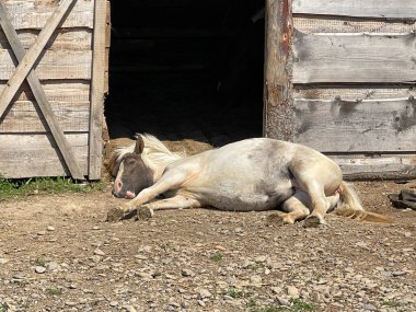 Uyuyan at hayvanat bahçesinde