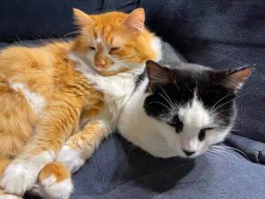     -   , Kanepede uyuyan kediler - yin ve yang