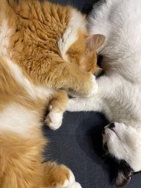 Kanepede uyuyan kediler - yin ve yang, kırmızı ve siyah kedilere karşı güçlü bir sevgi